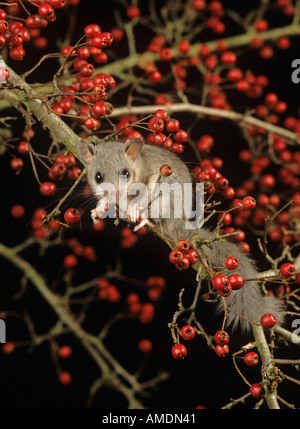 Genießbare Siebenschläfer Glis glis Hertfordshire Stockfoto