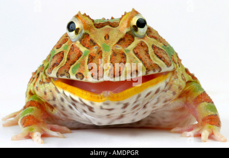 argentinische gehörnten Frosch Pacman Frog Ceratophrys Ornata Porträt geschnitten Stockfoto
