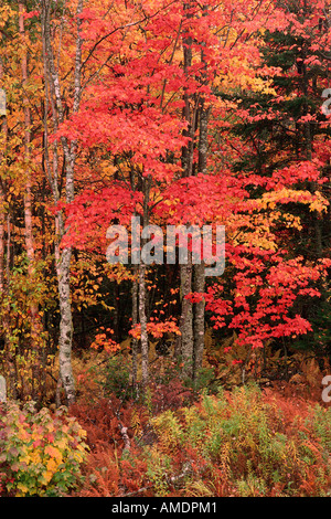 Bäume im Herbst Quispamsis, New Brunswick, Kanada Stockfoto