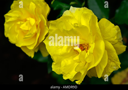 Branchentelefonbuch Rosen gelbe Rosen Stockfoto