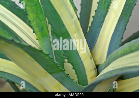 Agave Stockfoto