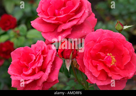 rote Rosen-Regentropfen Stockfoto