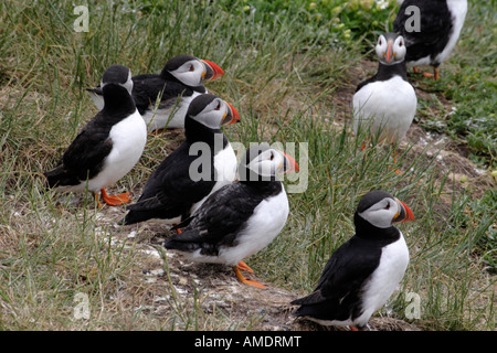 Teil einer Kolonie Papageientaucher auf Inner Farne, Northumberland Stockfoto