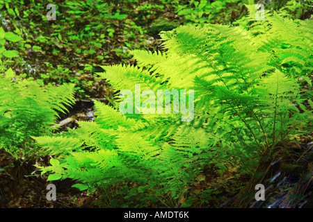 Farn im Wald Stockfoto