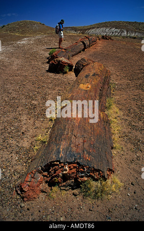 Weibliche Wanderer betrachtet man versteinerte Baumstamm Petrified Forest National Park Arizona USA Stockfoto