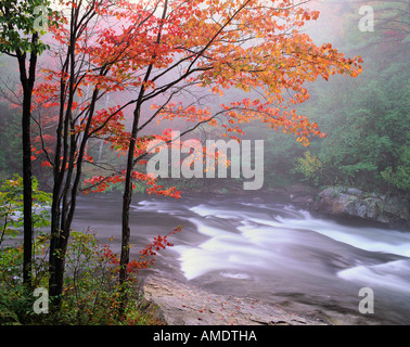Habichtsbitterkraut Fluss und Bäume im Herbst Muskoka Area, Ontario, Kanada Stockfoto
