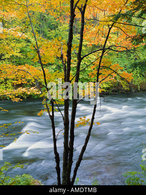 Habichtsbitterkraut Fluss im Herbst, Muskoka Region, Ontario, Kanada Stockfoto