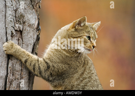 Graue Tabbykatze mit toten Baumstamm als Kratzbaum Stockfoto
