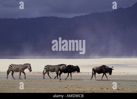 Gnus und Zebras gemeinsame Wanderung über das trockene Bett des Lake Magadi Ngorongoro Krater Tansania Ostafrika Stockfoto