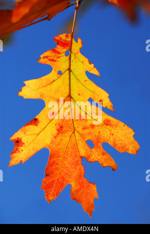 Bunte fallen Eichenblatt auf einem Ast mit blauem Himmelshintergrund Stockfoto