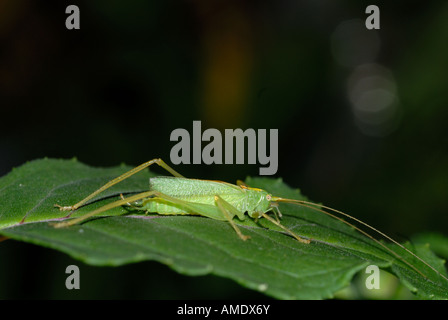 Eiche Bush Cricket (Meconema Thalassinum) Stockfoto