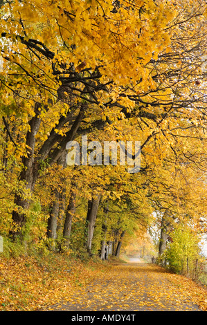 Gefallene Herbstlaub auf Country Lane Harrison County Indiana Stockfoto