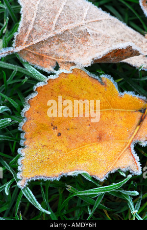 Fallen zwei frostigen gefallenen Blätter liegen auf dem gefrorenen Rasen an einem kalten Morgen Stockfoto