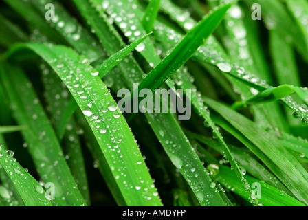 Großen Wassertropfen auf grünen Rasen klingen closeup Stockfoto