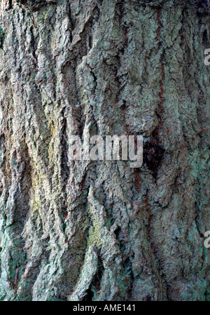 Baumrinde Stockfoto