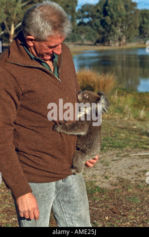 Mann und verwaiste Koala, Australien Stockfoto