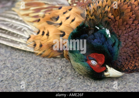 Straße getötet Fasan auf Asphalt liegend Stockfoto