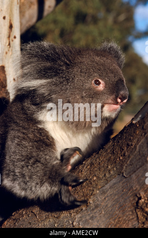 Koala, Australien Stockfoto