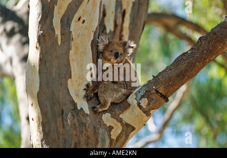 Koala, Australien Stockfoto