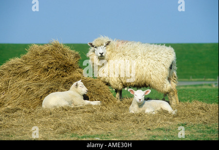 EWE und Lämmer auf dem Bauernhof in Nordfriesland in Deutschland Stockfoto