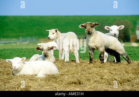 Lämmer auf einem Bauernhof in Nordfriesland in Deutschland Stockfoto