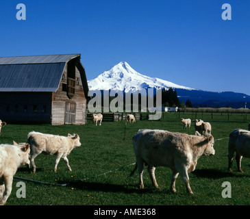 Mount Hood in Oregon gesehen von einem Hof an der Nordseite des berühmten Peak, dem höchsten Punkt in Oregon Stockfoto