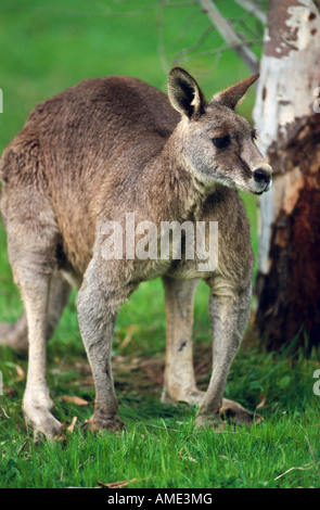 Östliche graue Känguru Australien, Macropus giganteus Stockfoto