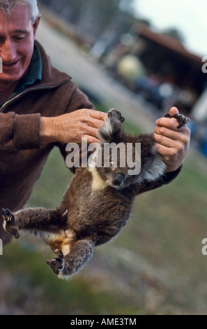 Mann und verwaiste Koala, Australien Stockfoto