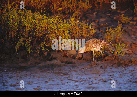 Eurasische Brachvogel Numenius Arquata Fütterung in Salzwiesen Bach in Richtung Dämmerung Norfolk UK Stockfoto