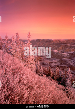 Raureif bei Sonnenaufgang in der Nähe von Horseshoe Canyon, Alberta Badlands, Kanada Stockfoto