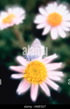 Nahaufnahme des gemeinsamen blaue Schmetterling auf Daisy Stockfoto