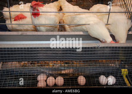 Weiße Leghorn Huhn Hühner in Käfigen Eiablage Royal Winter Fair Toronto Stockfoto