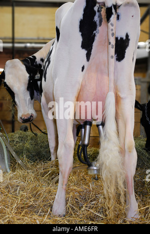 Holstein Kühe Blick in die Scheune Stall maschinell gemolken Stockfoto