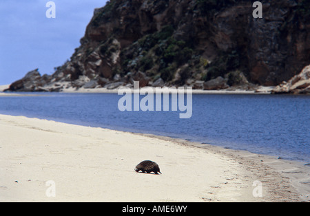 Ameisenigel am Beach, Australien Stockfoto