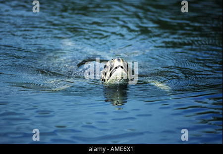 grüne Schildkröte, Turtle Rock, Fleisch Schildkröten (Chelonia Mydas), Ecuador, Galapagos-Inseln Stockfoto