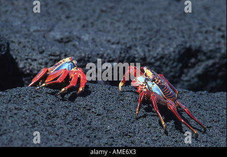 Sally lightfoot Krabben, fleckige Shore Crab (Grapsus Grapsus), Ecuador, Galapagos-Inseln Stockfoto
