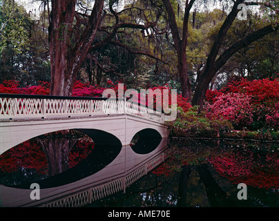 Magnolia Gardens in der Nähe von Charleston in South Carolina zeigt üppige Frühlings-Blüte in der Nähe von einer Brücke über einen kleinen spiegelglatten Teich Stockfoto