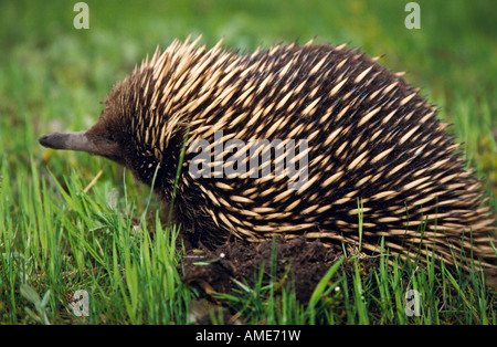 Ameisenigel, Australien Stockfoto