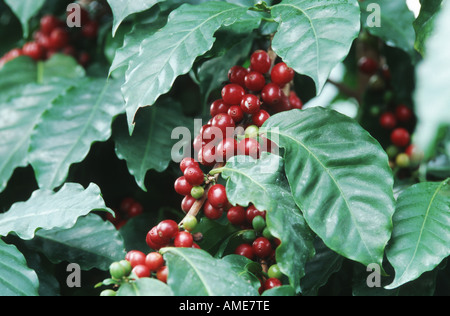 Arabischer Kaffee (Coffea Arabica), Reife Früchte Stockfoto