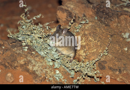 [Größere "Stick-Nest Ratte"] Australien Stockfoto