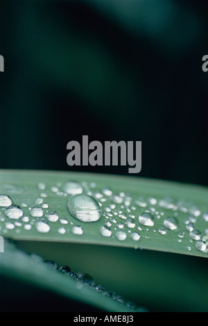 Nahaufnahme des Wassers sinkt auf Blättern Stockfoto