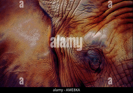 Nahaufnahme von der Elefantenkopf Stockfoto