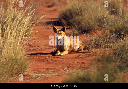 Wilde Dingo, Australien Stockfoto