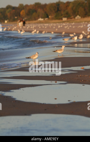 Möwen zu Fuß am Strand in der Brandung Stockfoto