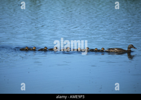 Stockente (Anas Platyrhynchos), Küken, schwimmen nach Mutter, Deutschland, Niedersachsen Stockfoto