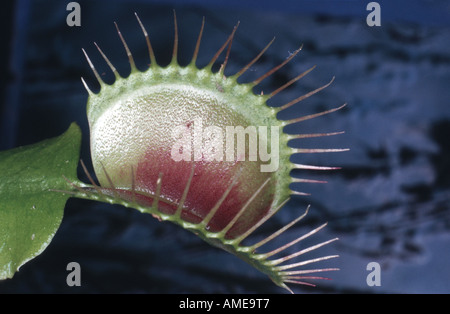 Venusfliegenfalle (Dionaea Muscipula), offene trap Stockfoto