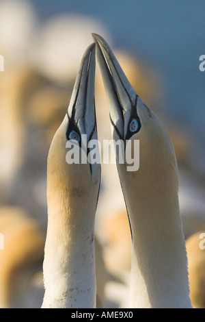 Cape Basstölpel (Morus Capensis), Gruß, Südafrika Stockfoto