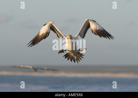 Cape Basstölpel (Morus Capensis), Landung, Südafrika Stockfoto