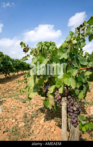 Weingut. Binissalem. Insel Mallorca. Spanien Stockfoto