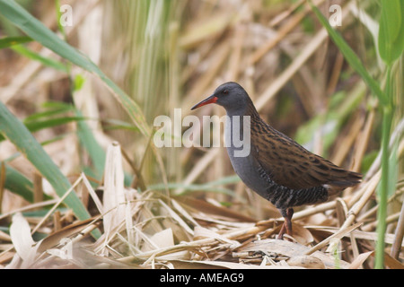 Wasser-Schiene (Rallus Aquaticus), im Schilf, Niederlande Stockfoto